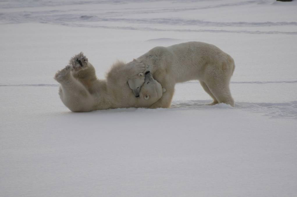 Polar bear watching in Churchill, Canada: Watching these hefty bears tumble, roll and somersault then stand up and give their sparring mate a good clip around the ears is magic.